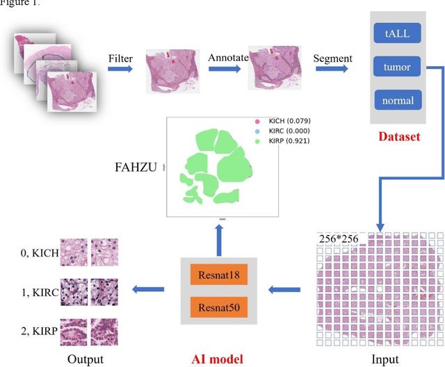 Figure 1 for RCdpia: A Renal Carcinoma Digital Pathology Image Annotation dataset based on pathologists