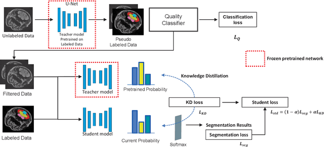 Figure 1 for A Knowledge Distillation framework for Multi-Organ Segmentation of Medaka Fish in Tomographic Image