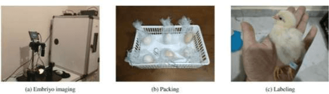 Figure 3 for Sex Detection in the Early Stage of Fertilized Chicken Eggs via Image Recognition