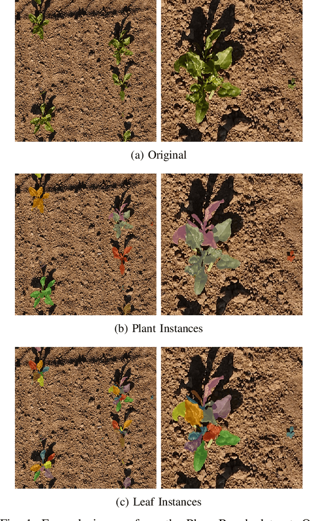 Figure 1 for Hierarchical Mask2Former: Panoptic Segmentation of Crops, Weeds and Leaves