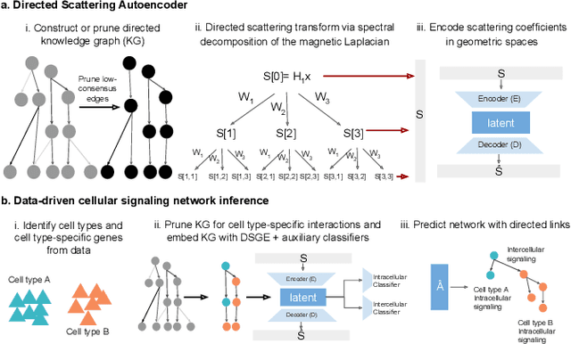 Figure 1 for Directed Scattering for Knowledge Graph-based Cellular Signaling Analysis