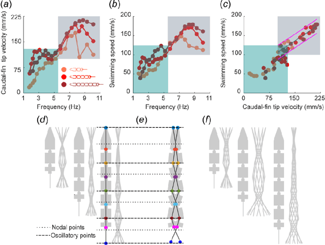 Figure 2 for Robot motor learning shows emergence of frequency-modulated, robust swimming with an invariant Strouhal-number