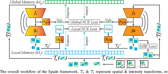 Figure 1 for Keep Your Friends Close & Enemies Farther: Debiasing Contrastive Learning with Spatial Priors in 3D Radiology Images