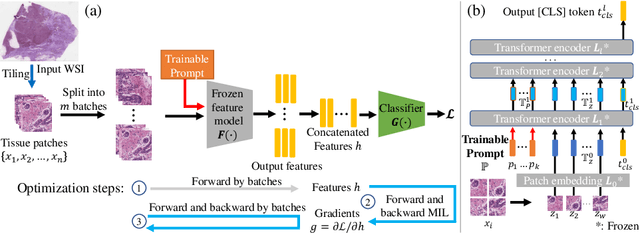Figure 1 for Prompt-MIL: Boosting Multi-Instance Learning Schemes via Task-specific Prompt Tuning