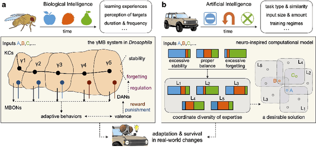Figure 1 for Incorporating Neuro-Inspired Adaptability for Continual Learning in Artificial Intelligence