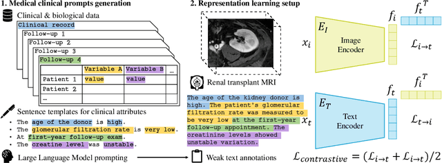 Figure 1 for MEDIMP: Medical Images and Prompts for renal transplant representation learning