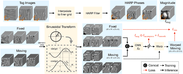 Figure 1 for Deep Unsupervised Phase-based 3D Incompressible Motion Estimation in Tagged-MRI