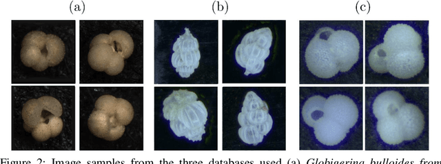 Figure 3 for ForamViT-GAN: Exploring New Paradigms in Deep Learning for Micropaleontological Image Analysis