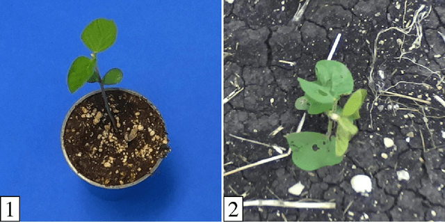 Figure 1 for Inside Out: Transforming Images of Lab-Grown Plants for Machine Learning Applications in Agriculture