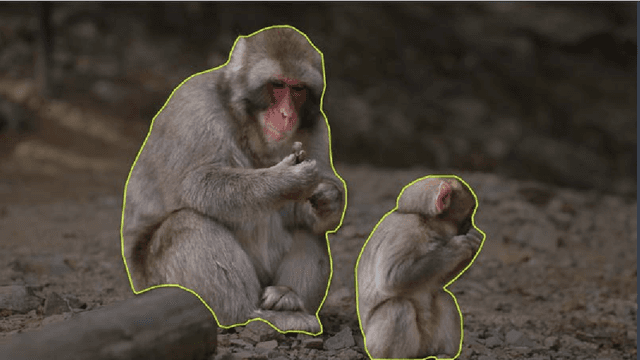 Figure 1 for Automatic Identification of Stone-Handling Behaviour in Japanese Macaques Using LabGym Artificial Intelligence