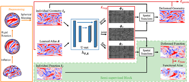 Figure 2 for Joint cortical registration of geometry and function using semi-supervised learning