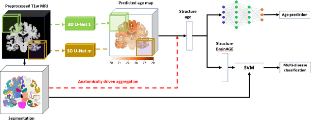 Figure 1 for Brain Structure Ages -- A new biomarker for multi-disease classification