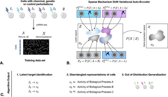 Figure 1 for Learning Causal Representations of Single Cells via Sparse Mechanism Shift Modeling