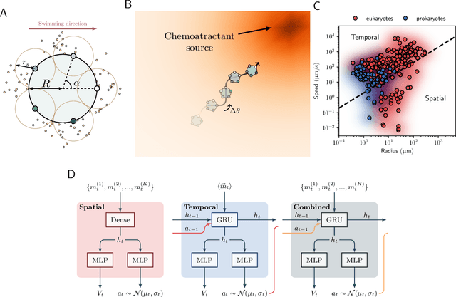 Figure 1 for Learning optimal integration of spatial and temporal information in noisy chemotaxis