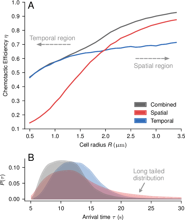 Figure 3 for Learning optimal integration of spatial and temporal information in noisy chemotaxis