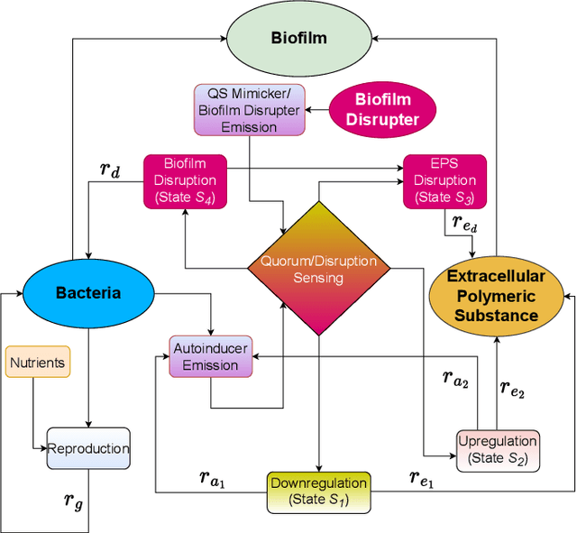 Figure 1 for A Stochastic Biofilm Disruption Model based on Quorum Sensing Mimickers