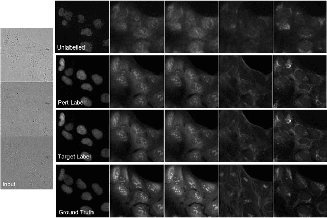 Figure 4 for Class-Guided Image-to-Image Diffusion: Cell Painting from Brightfield Images with Class Labels