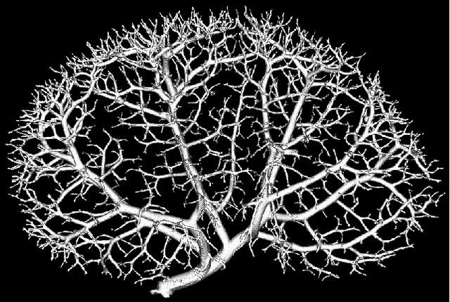 Figure 1 for Quantifying and Visualizing Vascular Branching Geometry with Micro-CT: Normalization of Intra- and Inter-Specimen Variations