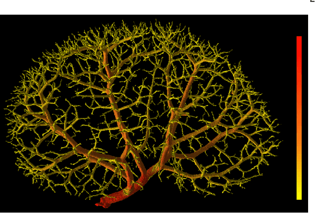 Figure 2 for Quantifying and Visualizing Vascular Branching Geometry with Micro-CT: Normalization of Intra- and Inter-Specimen Variations