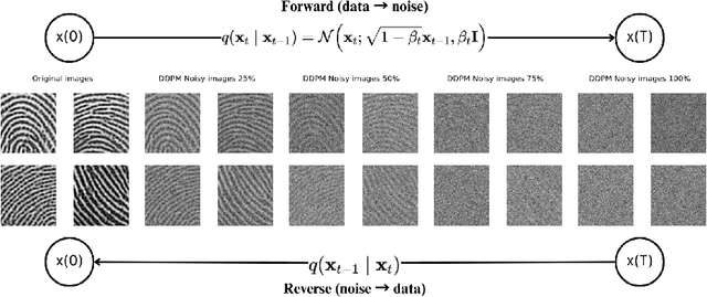 Figure 1 for Enhancing Fingerprint Image Synthesis with GANs, Diffusion Models, and Style Transfer Techniques