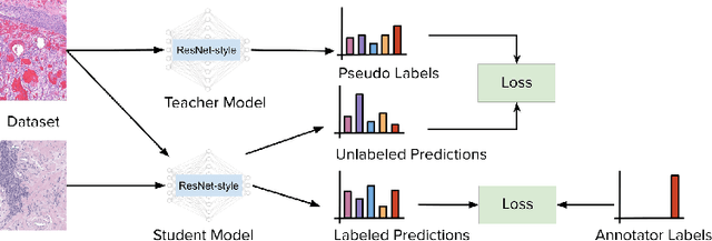 Figure 1 for Self-training of Machine Learning Models for Liver Histopathology: Generalization under Clinical Shifts