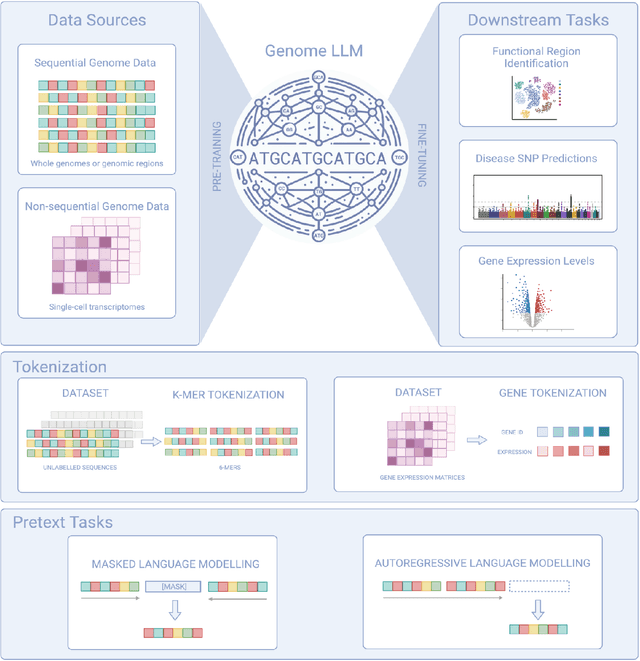 Figure 1 for To Transformers and Beyond: Large Language Models for the Genome