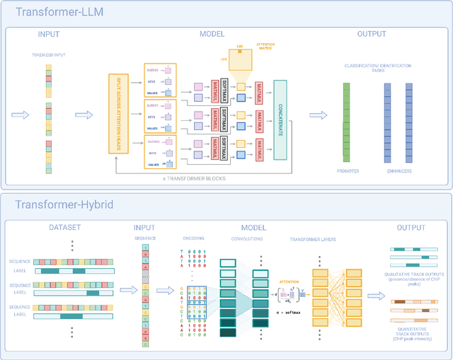 Figure 3 for To Transformers and Beyond: Large Language Models for the Genome