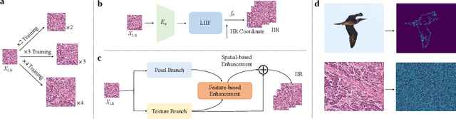Figure 1 for Towards Arbitrary-scale Histopathology Image Super-resolution: An Efficient Dual-branch Framework based on Implicit Self-texture Enhancement