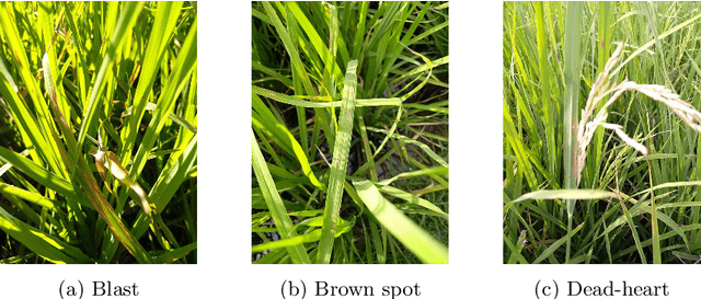 Figure 1 for Rice paddy disease classifications using CNNs