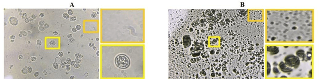 Figure 1 for BioGAN: An unpaired GAN-based image to image translation model for microbiological images