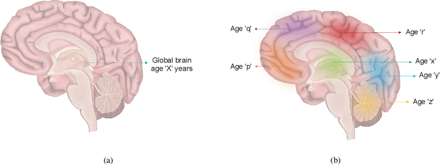 Figure 1 for Reframing the Brain Age Prediction Problem to a More Interpretable and Quantitative Approach