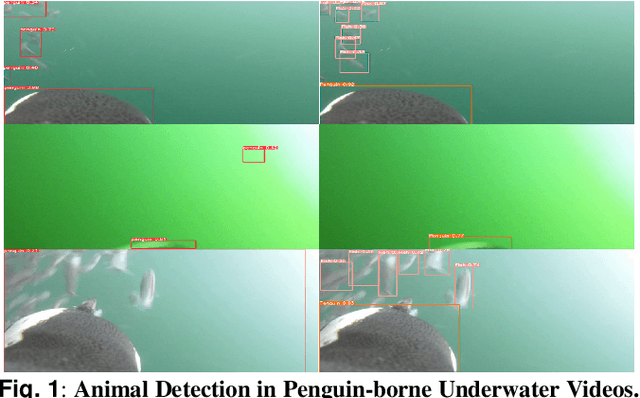 Figure 1 for Diving with Penguins: Detecting Penguins and their Prey in Animal-borne Underwater Videos via Deep Learning