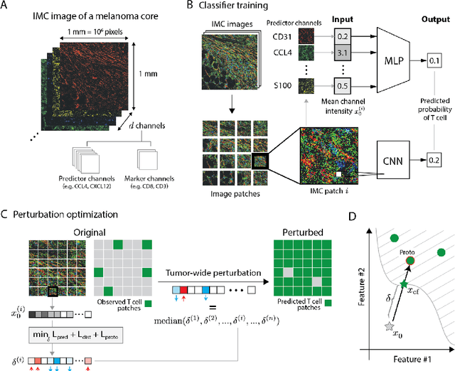 Figure 3 for Generating counterfactual explanations of tumor spatial proteomes to discover effective, combinatorial therapies that enhance cancer immunotherapy