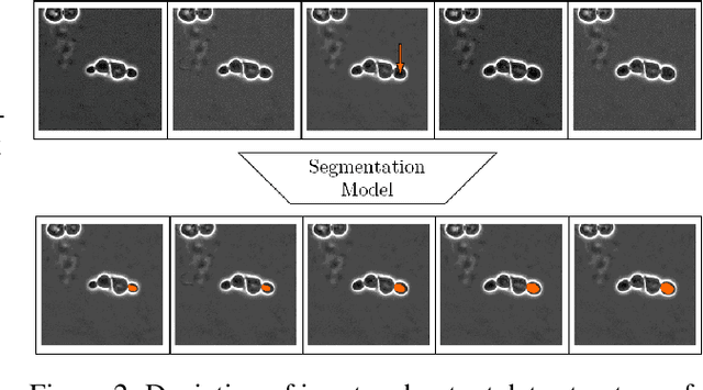 Figure 4 for Enhancing Cell Tracking with a Time-Symmetric Deep Learning Approach