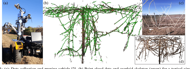 Figure 1 for 3D Skeletonization of Complex Grapevines for Robotic Pruning