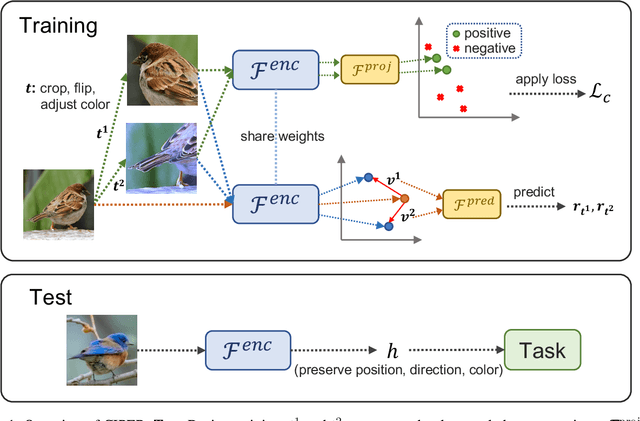 Figure 1 for CIPER: Combining Invariant and Equivariant Representations Using Contrastive and Predictive Learning