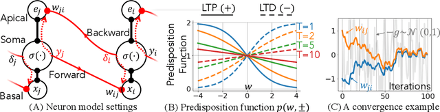 Figure 2 for Synaptic Dynamics Realize First-order Adaptive Learning and Weight Symmetry