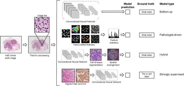 Figure 1 for Deep Learning-Based Prediction of Molecular Tumor Biomarkers from H&E: A Practical Review