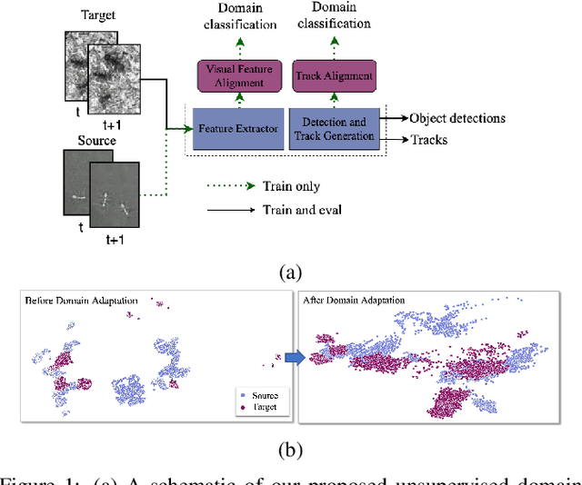 Figure 1 for Tracking Different Ant Species: An Unsupervised Domain Adaptation Framework and a Dataset for Multi-object Tracking