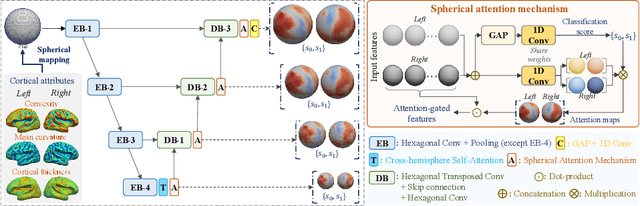 Figure 1 for NeuroExplainer: Fine-Grained Attention Decoding to Uncover Cortical Development Patterns of Preterm Infants