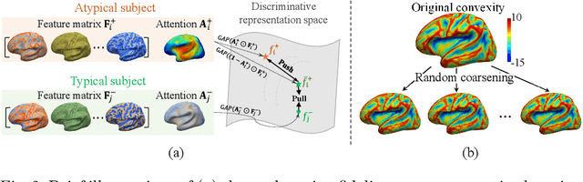 Figure 3 for NeuroExplainer: Fine-Grained Attention Decoding to Uncover Cortical Development Patterns of Preterm Infants