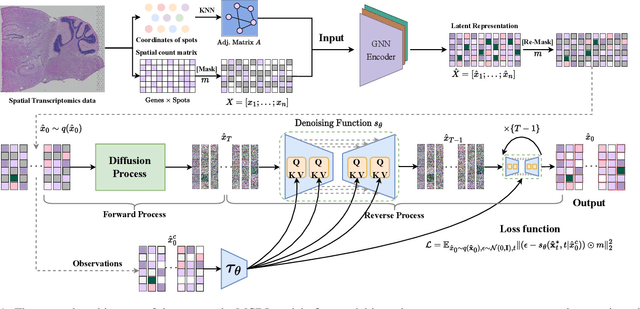 Figure 1 for stMCDI: Masked Conditional Diffusion Model with Graph Neural Network for Spatial Transcriptomics Data Imputation
