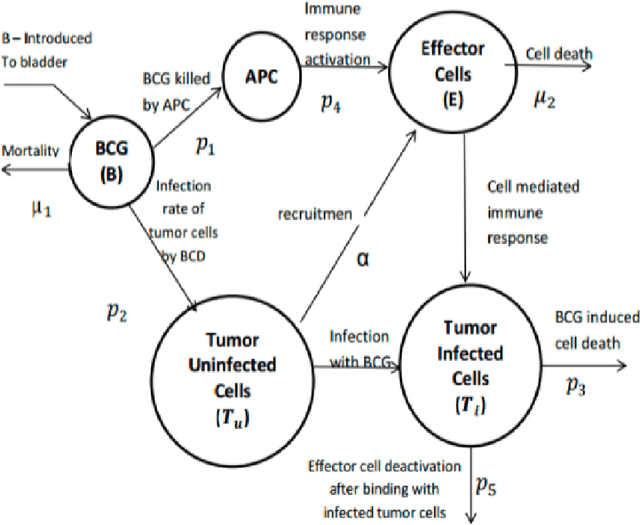 Figure 1 for Mathematical Modeling of BCG-based Bladder Cancer Treatment Using Socio-Demographics