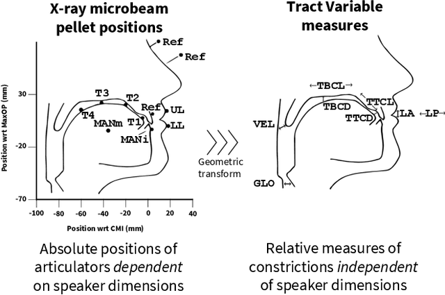 Figure 1 for Improving Speech Inversion Through Self-Supervised Embeddings and Enhanced Tract Variables