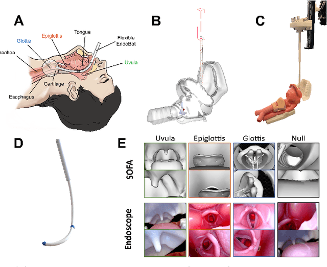 Figure 3 for Domain Adaptive Sim-to-Real Segmentation of Oropharyngeal Organs