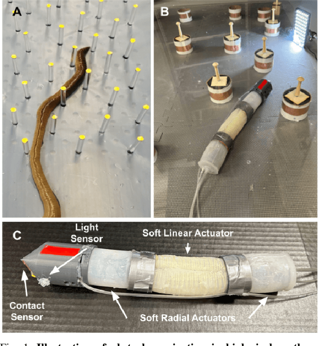 Figure 1 for Locomotion and Obstacle Avoidance of a Worm-like Soft Robot