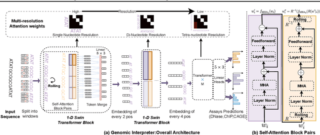 Figure 1 for Genomic Interpreter: A Hierarchical Genomic Deep Neural Network with 1D Shifted Window Transformer