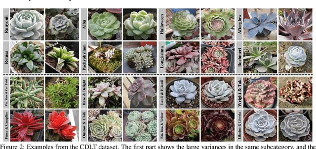 Figure 3 for CDLT: A Dataset with Concept Drift and Long-Tailed Distribution for Fine-Grained Visual Categorization