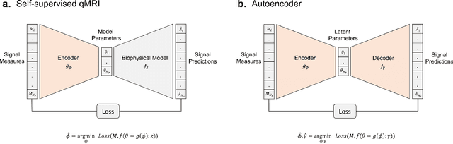 Figure 1 for Rician likelihood loss for quantitative MRI using self-supervised deep learning