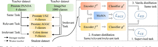 Figure 2 for MoMA: Momentum Contrastive Learning with Multi-head Attention-based Knowledge Distillation for Histopathology Image Analysis